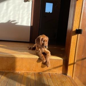 Meet your Posher, Fifi